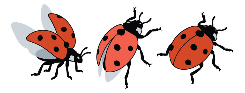 Cartoon icon set of 3 ladybugs depicting flying and crawling poses for nature and insect design