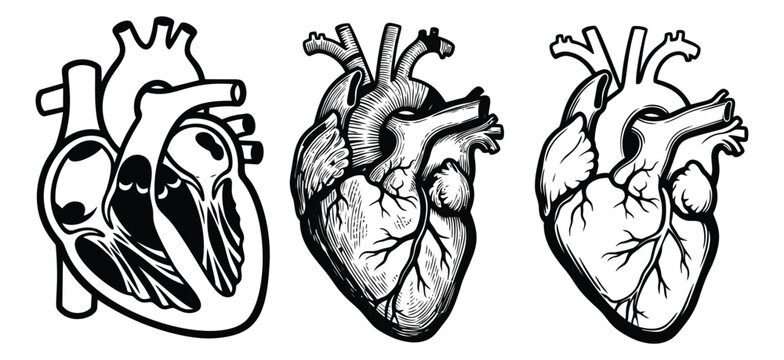 Mixed style icon set of 3 anatomical heart illustrations featuring outline, engraving and sketch variations for medical design