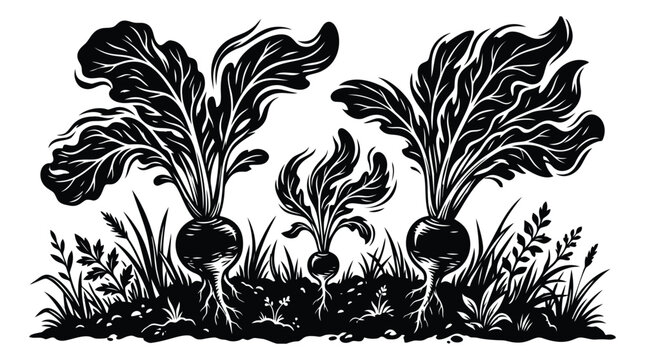 Woodcut illustration of garden root vegetables depicting beets growing in soil with dramatic foliage for agricultural design