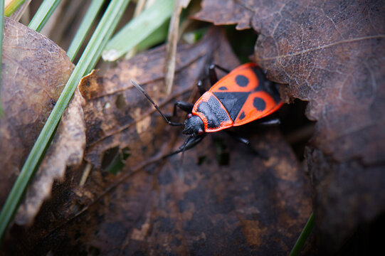 Firebug (Pyrrhocoris apterus) crawling on dry leaves, macro insect photography