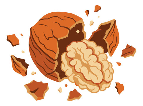 Flat illustration of a cracked walnut depicting broken shell and exposed kernel for food and nutrition design