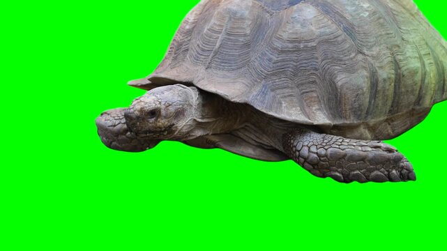 Huge turtle isolated on green background chroma key screen
