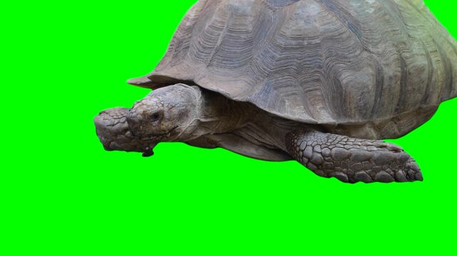Huge turtle isolated on green background chroma key screen