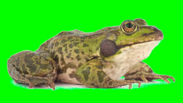 Toad frog isolated on green background chroma key screen