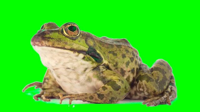 Toad frog isolated on green background chroma key screen
