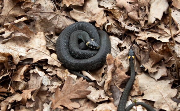Natrix