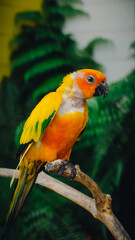 Obraz premium sun conure parrot perching on branch