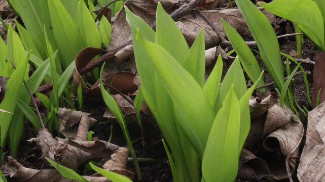 Wild Garlic Covering Forest Floor in Lush Spring Green