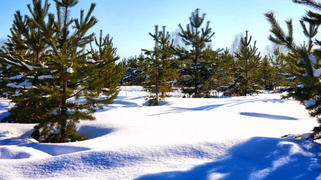 A picturesque spruce grove covered with snow on a sunny winter day