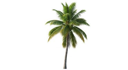 Obraz premium Tall green palm tree standing alone with bright sunlight isolated on transparent background