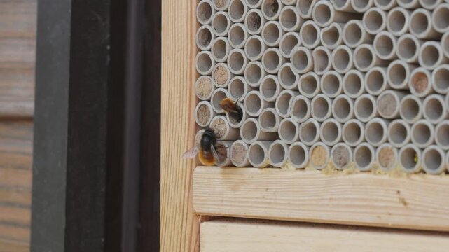 Busy Mason Bees Flying Around and Entering Their Nests in a Wooden Insect Hotel