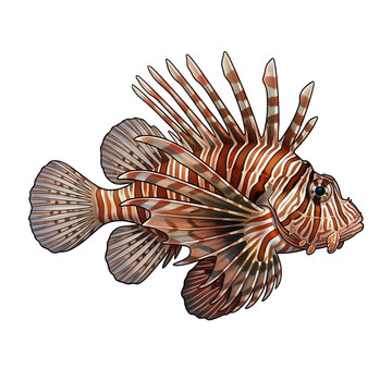 Detailed lionfish illustration with venomous spines and red stripes isolated on a white background
