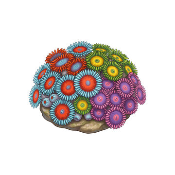 Colorful zoanthid coral colony illustration with vibrant multicolored polyps isolated on a white background