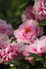 Obraz premium Pivoine rose en gros plan avec lumière naturelle et arrière-plan flou Pink peony flower close-up with natural light and blurred background