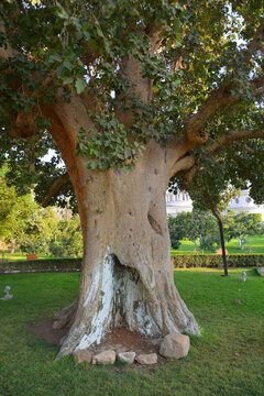 The Sycamore Tree "Zacchaeus" Jesus In Jericho (Zaccheus climbed up into that sycamore tree)