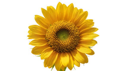 Fototapeta premium Golden yellow sunflower bloom with textured center, isolated on transparent background for nature