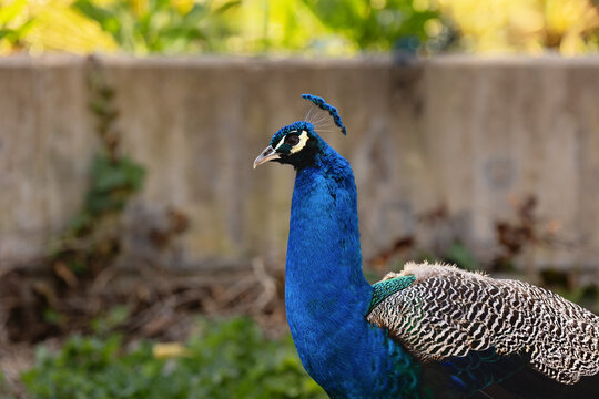 Blue Peacock in a Natural Setting with Bokeh Background and Elegant Composition