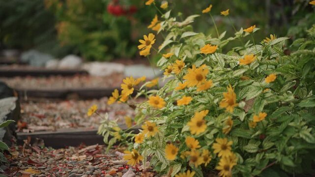 Bright daisies border stone garden walkway. Rustic setting features daisies alongside gravel footpath. Sunlit garden scene showcases daisies and lush foliage surrounding stone steps