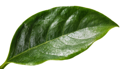 Vibrant green glossy plant leaf with prominent central vein structure, isolated on transparent background for botanical designs © Nina