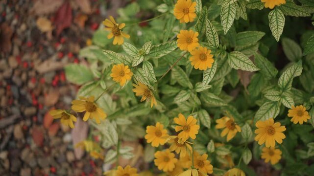Closeup yellow flowers with variegated leaves, sunlit garden bed over gravel background, warm autumn tones and soft bokeh, delicate petals and dense green foliage, overhead perspective capturing