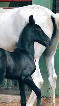 Newborn black horse foal with its white mother in an enclosure.