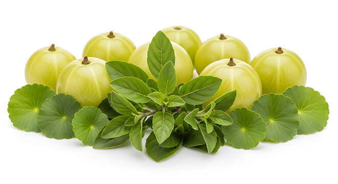 Fresh indian gooseberry fruit with medicinal holy basil and gotu kola leaves for ayurveda health