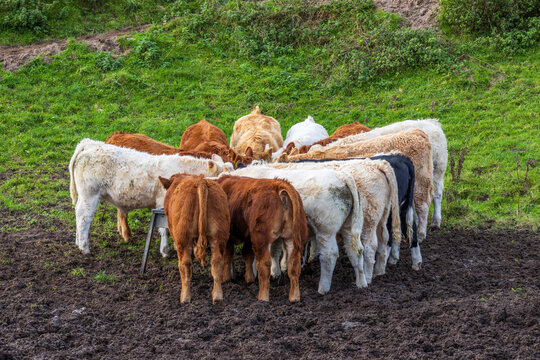 Cattle feeding from a trough
