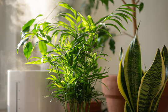 Humidifier releasing steam near lush parlor palm and snake plants, creating an ideal environment for plant growth and promoting a fresh, healthy indoor atmosphere