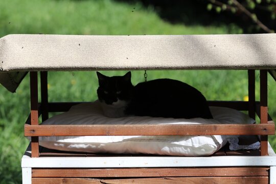 Colonia felina