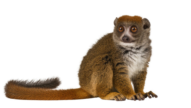 Brown mongoose lemur with large eyes long bushy tail, isolated on transparent background