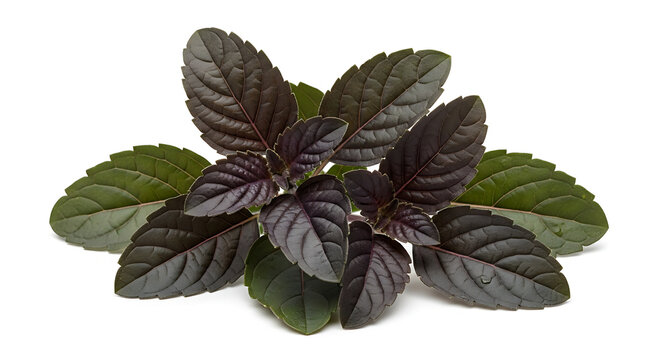 Fresh sprig of dark green and purple peppermint leaves with detailed texture and veins