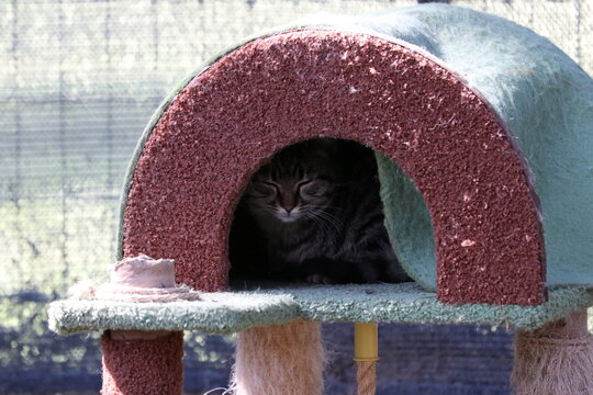 Colonia felina