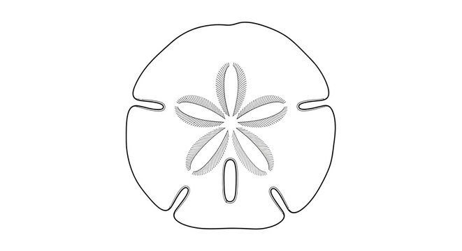 Intricate sand dollar: minimalist line art of a marine sand dollar