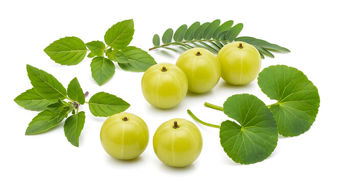 Fresh indian gooseberries with gotu kola and holy basil medicinal herbal leaves.
