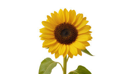 Fototapeta premium Vibrant yellow sunflower with dark brown center, isolated on transparent background