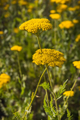 Yellow flowers with green leaves