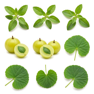 Assorted organic ayurvedic ingredients featuring holy basil leaves, amla fruit, and gotu kola leaves