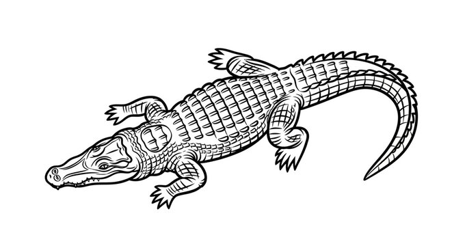 Detailed crocodile in black and white line art illustration