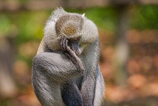 Vervet monkey (Chlorocebus pygerythrus), or simply vervet, the Old World monkey of the African Cercopithecidae family. The term "Vervet" is also used to refer to all members of the genus Chlorocebus.