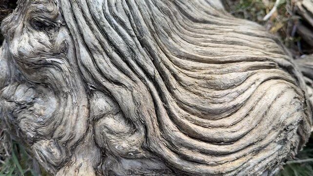 The patterned, striped, and creative details of the juniper tree's trunk
