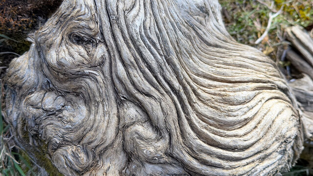 The patterned, striped, and creative details of the juniper tree's trunk