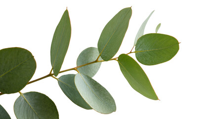 Fresh green eucalyptus branch with oval leaves, isolated on transparent background © Cristian