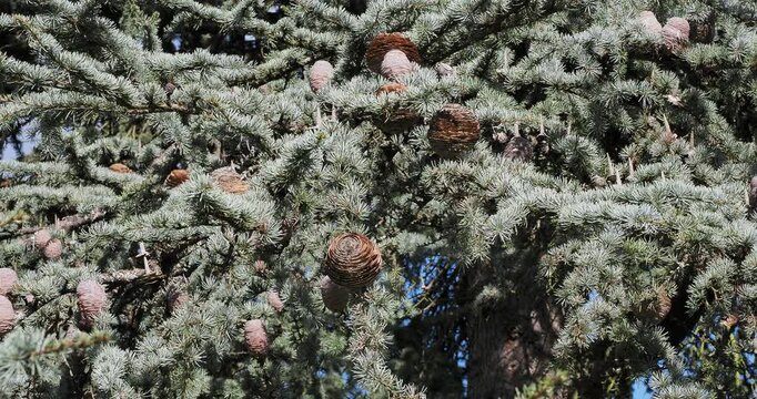 Altas cedar tree ( Cedrus Atlantica) with spreading and imposing branches and twigs adorned with short, silvery-blue needles in rosettes and decorative brown cones with scales
