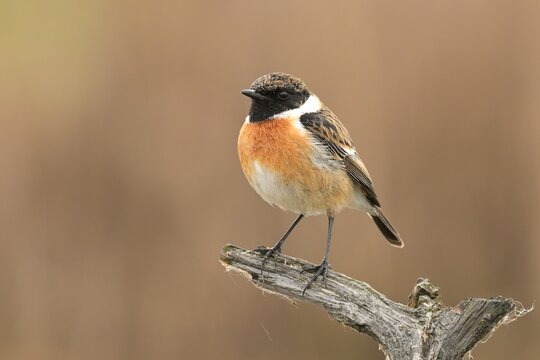 European stonechat saxicola rubicola bird songbird wildlife nature predator cock o the north, beautiful animal mountain finch, animal, bird watching ornithology, flower bud fauna wildlife Europe