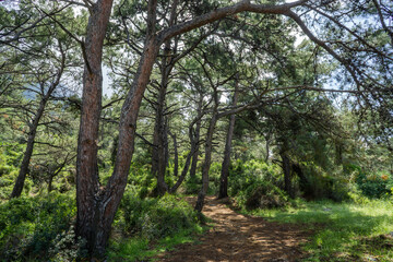 Fototapeta premium Forest Path Through Pine Trees in Sunlight