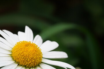 Close Up of a Daisy Flower with White Petals © Jimmy