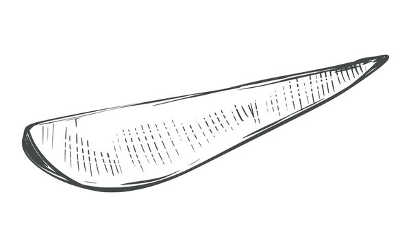 Sweet potato sketch. Vector illustration of the vegetable. A piece of unpeeled batat lies on a table. Hand drawn, imitating an engraving. Outline drawing of a yam, done in ink. Line drawing of Ipomoea