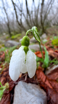 Wet snowdrops and dew-covered green foliage in a macro scene.
