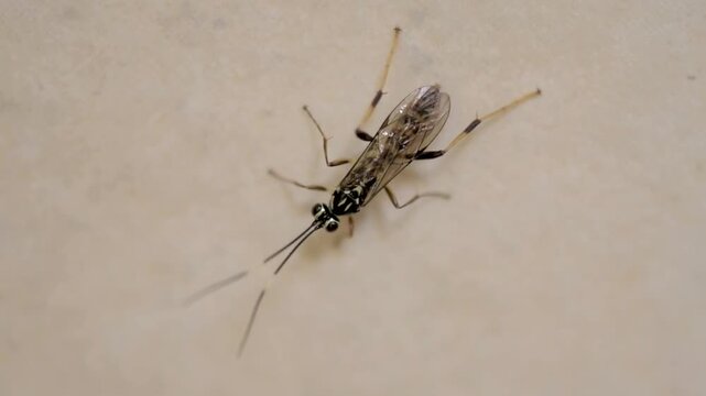 Macro close-up of small winged insect crawling on wall