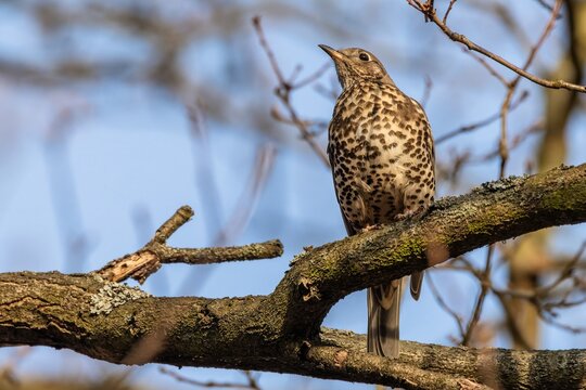 The mistle thrush, a brown spotted bird, perching on a tree branch on a sunny spring day. Blue sky in the background.